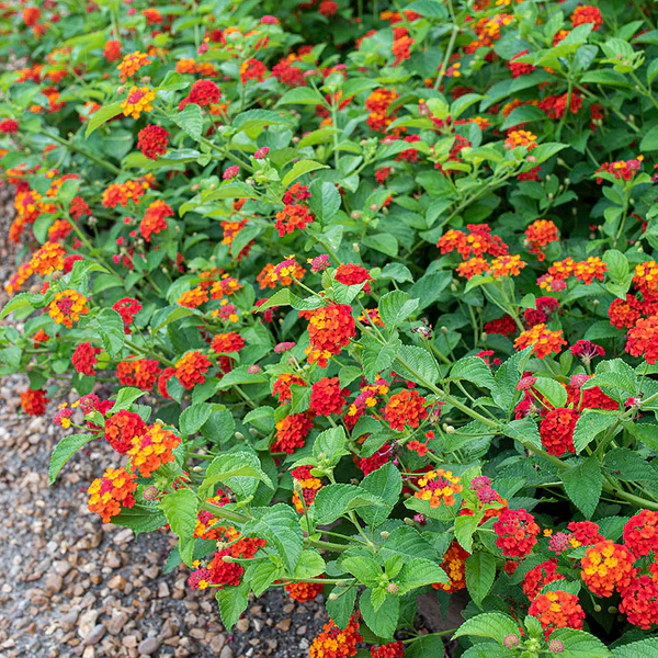 💐 Colorful Lantana Seeds - Vibrant, Easy-to-Grow Flowers