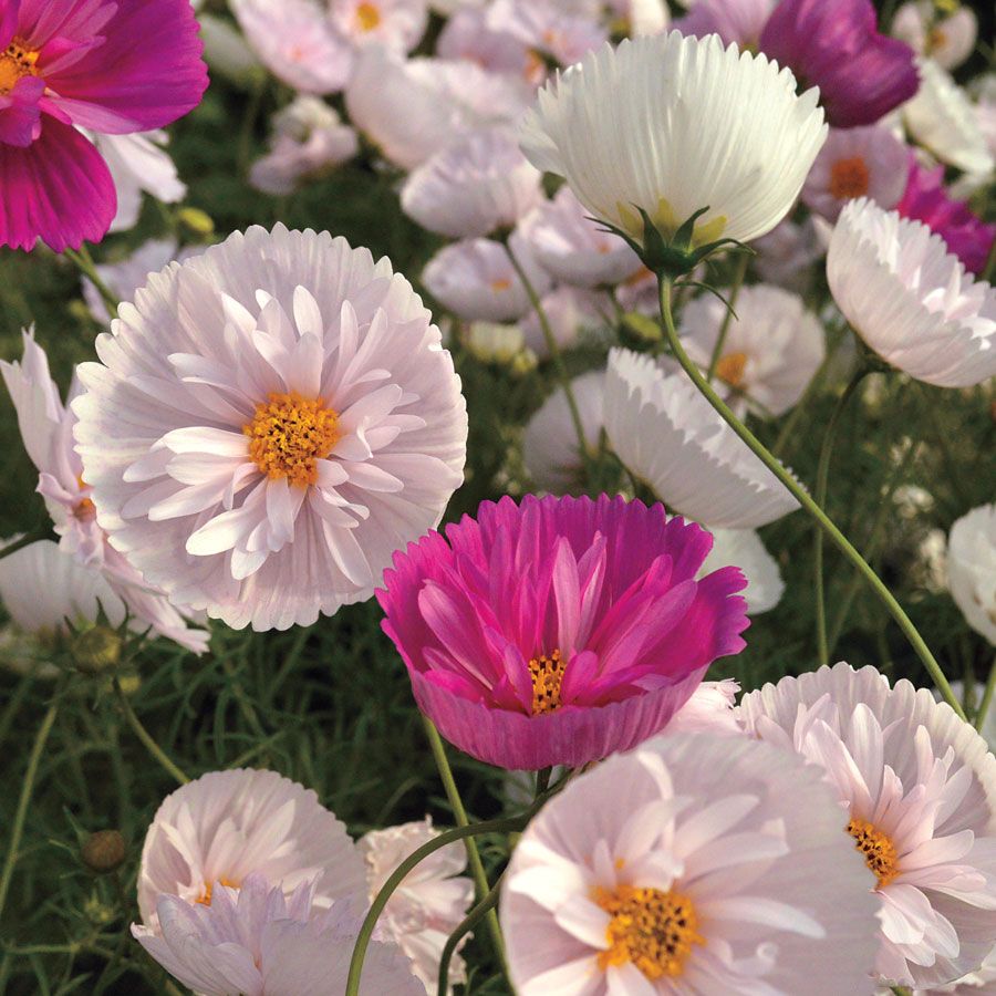 🔥Spring Hot Selling🩷🤍Cosmos Cupcake Mix Flower Seeds