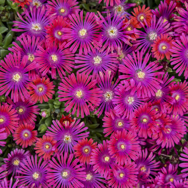 ✨ Premium Ice Plant Seeds – Fast-Growing & Heat-Resistant