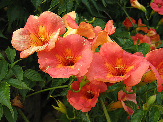 Campsis grandiflora - Wikipedia