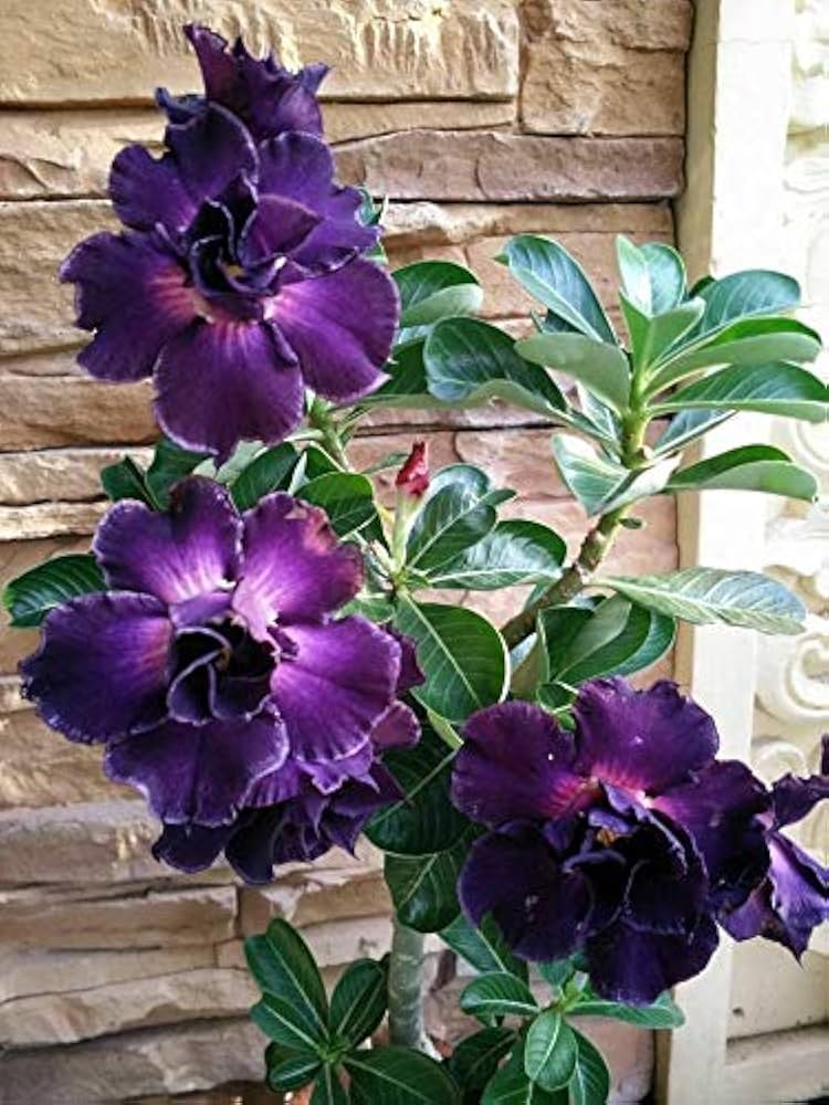 🌵 Desert Rose Seeds – Grow Your Own Exotic Beauty!
