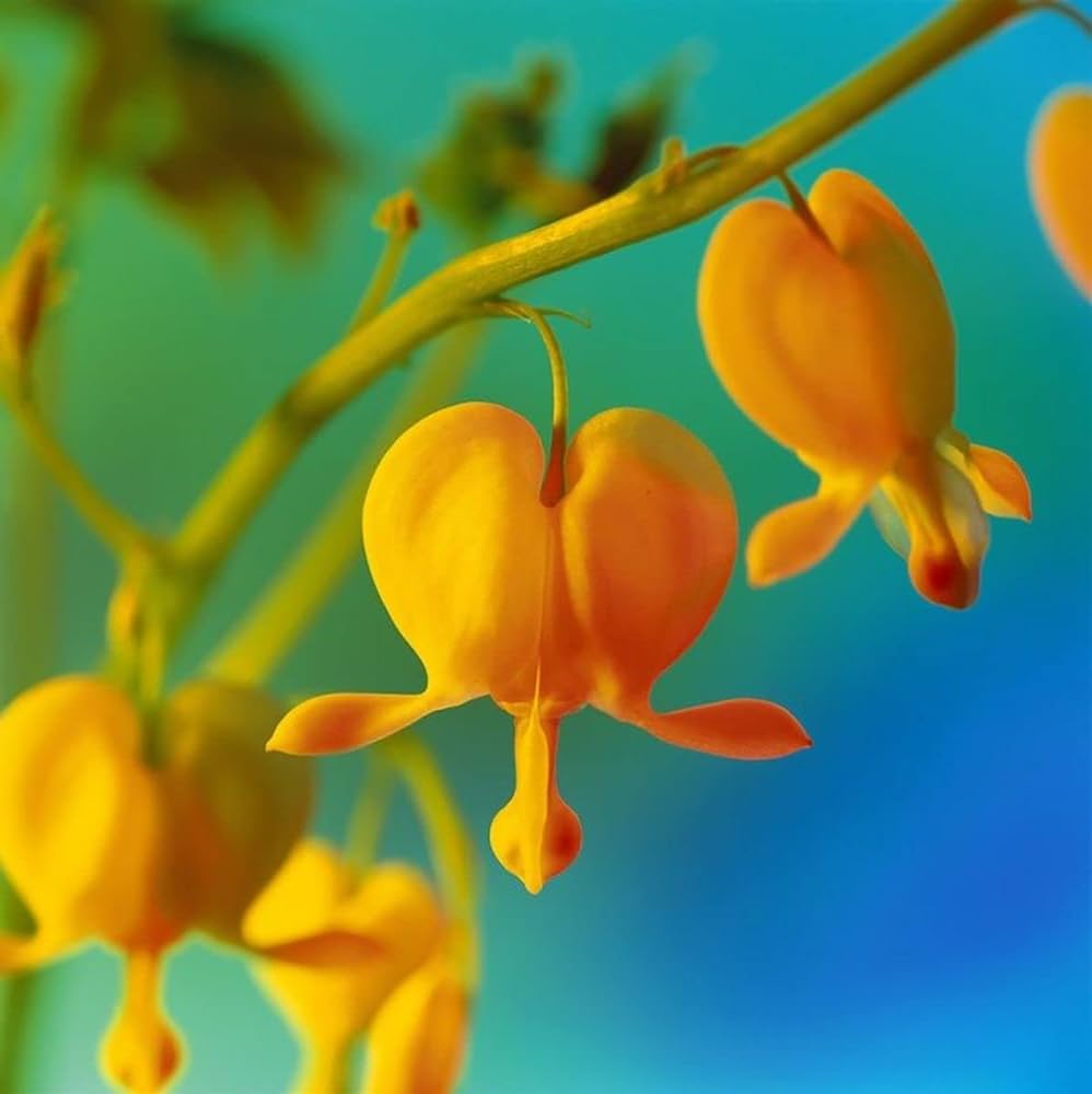 ❤️✨Bleeding Heart -- Dicentra Seeds