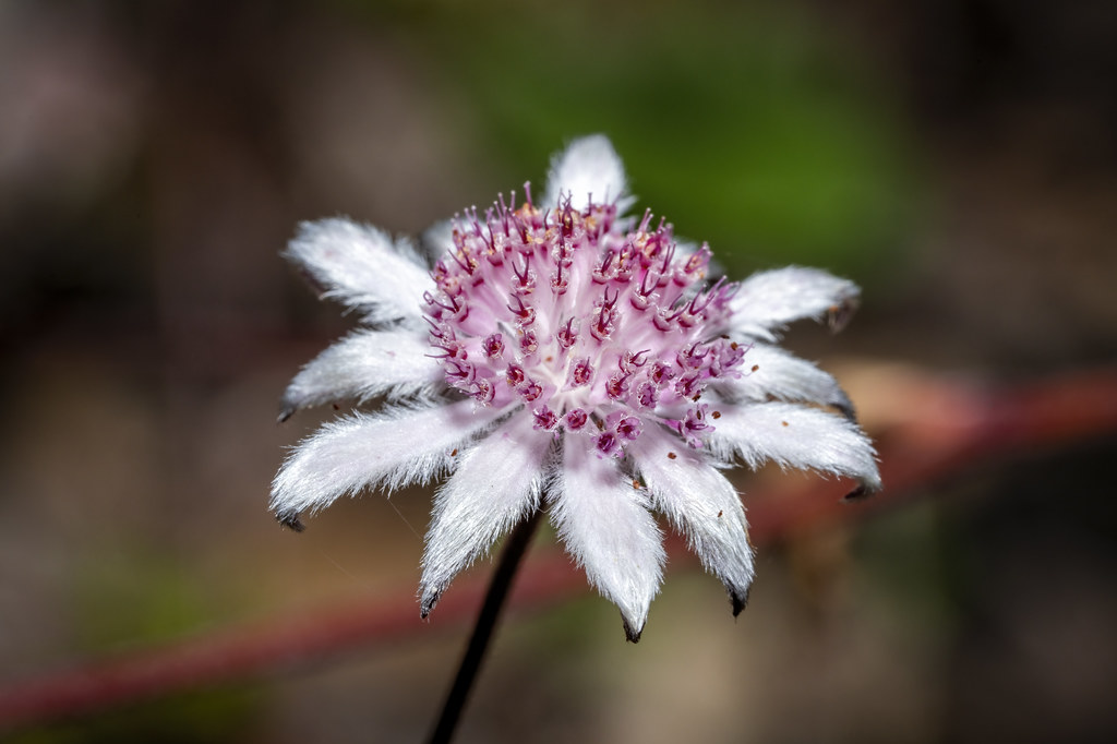 Pink Flannel Flower
