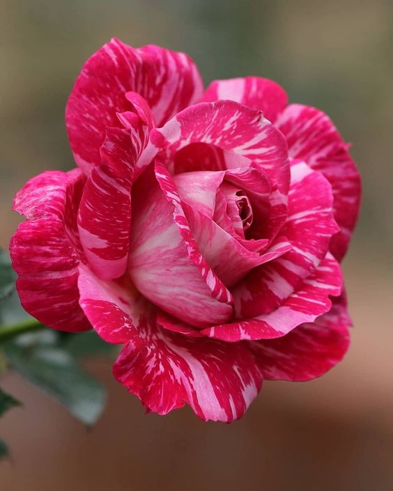 100 Pcs Red Striped Camellia Seeds💝53% OFF🎉
