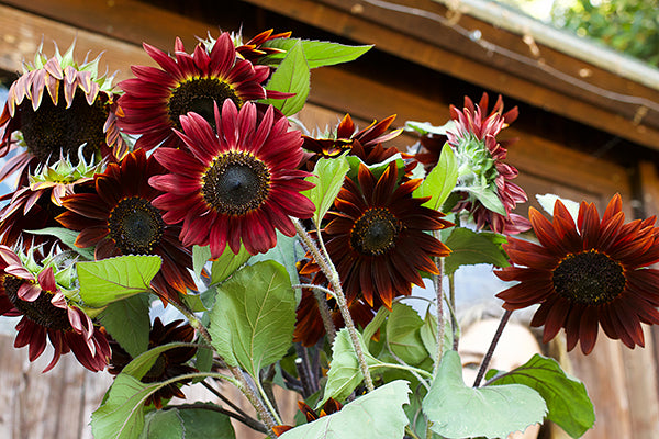 Chocolate Cherry' Ornamental Sunflowers | Renee's Garden Seeds
