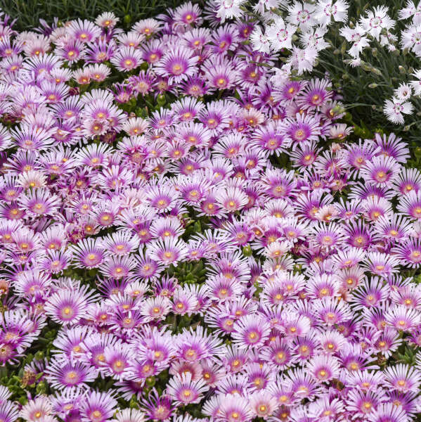 ✨ Premium Ice Plant Seeds – Fast-Growing & Heat-Resistant