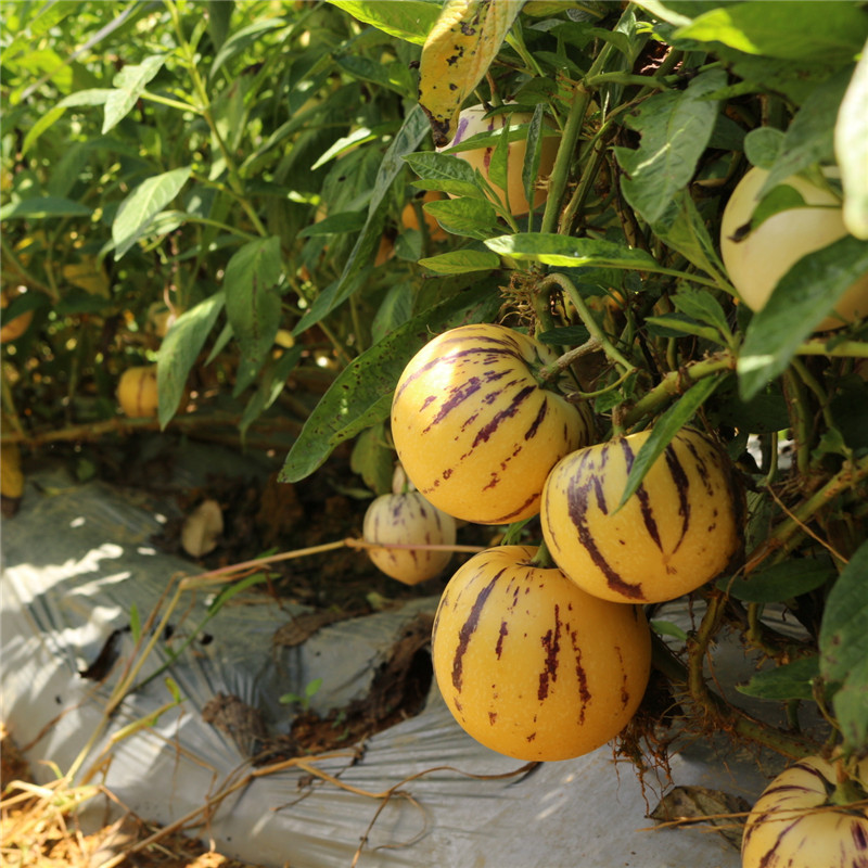 ✨The Fire Of Life-Ginseng Fruit Seeds🥭