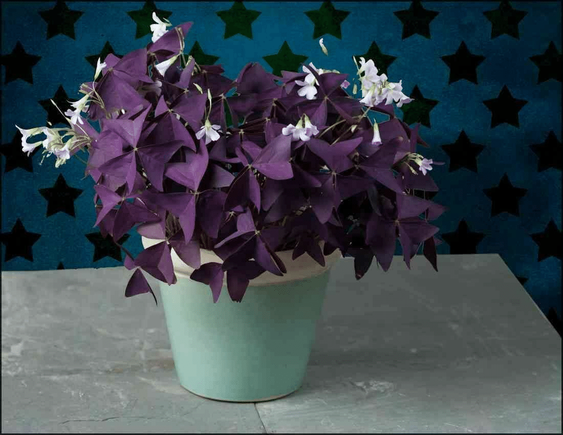 10Pcs Flower Bulbs Sourdough Cuckoo Shamrock sorrel lichen garden