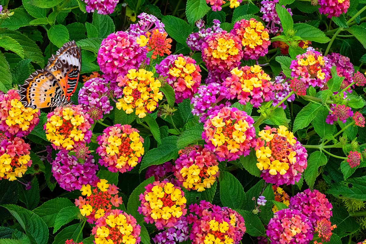 How to Grow and Care for Lantana Flowers | Gardener's Path