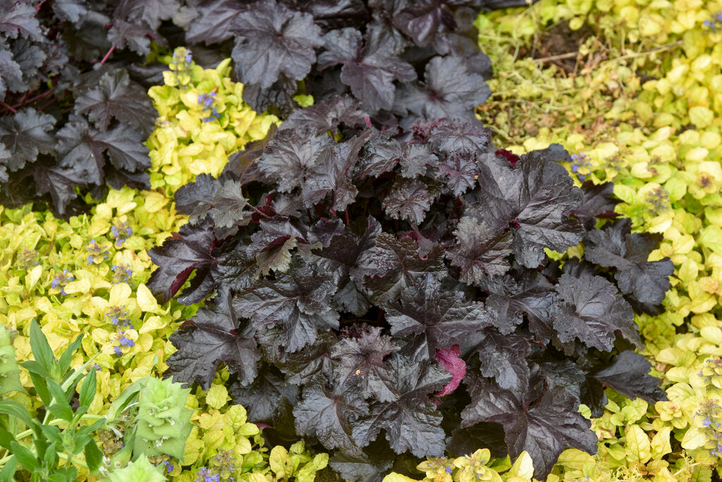 Primo&reg; Black Pearl - Perennial Coral Bells (Heuchera) PW - 1 Gallon | J.  Berry Nursery