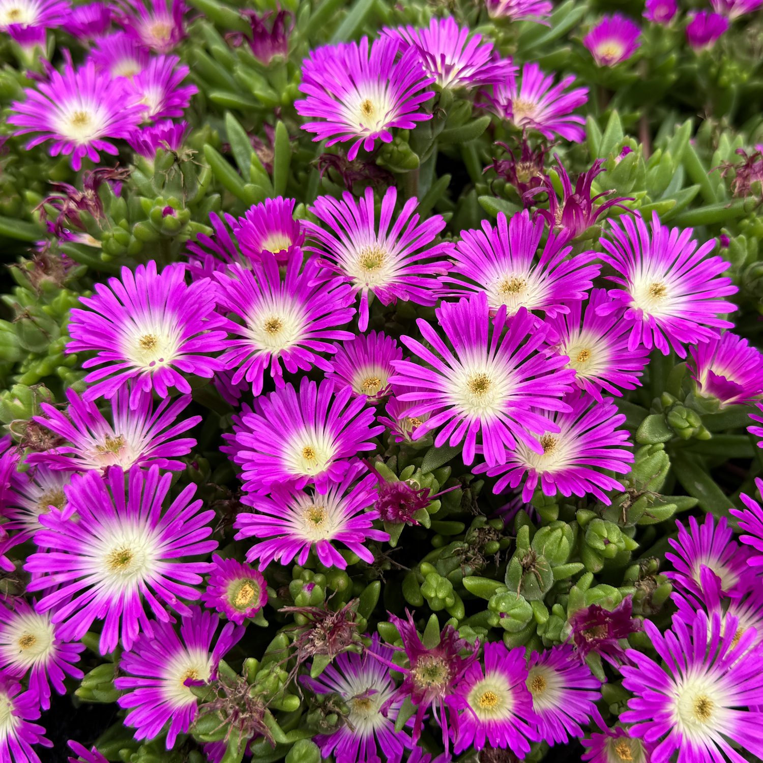 ✨ Premium Ice Plant Seeds – Fast-Growing & Heat-Resistant
