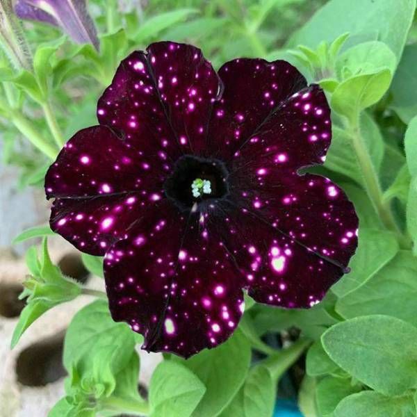 🔥🥰New for Spring🌟Night Sky Petunia