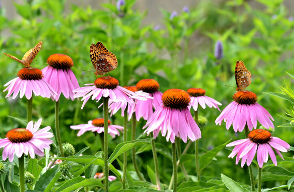 Purple Coneflower - Echinacea purpurea &ndash; Bagley Pond Perennials