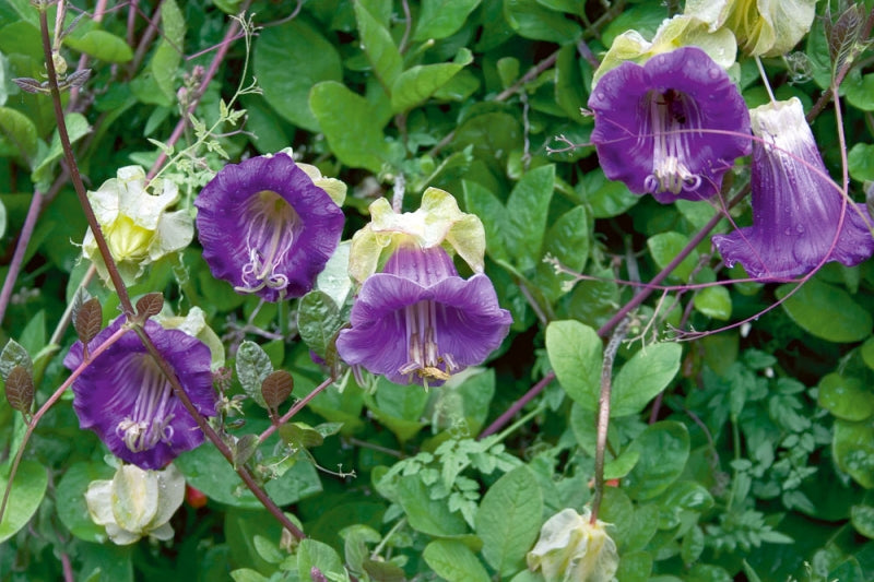 Cobaea Scandens Vine 10 Seeds, Cup & Saucer Climber, Cathedral Bells G |  The Plant Attraction