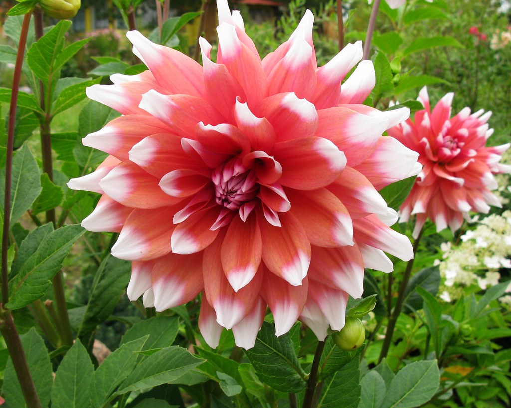 Dahlia Orange Duet - Shaw Green Dahlias 🇬🇧 UK Trusted Company