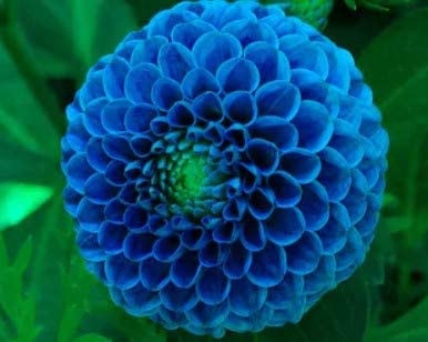 Rare Fireball Dahlia Seeds