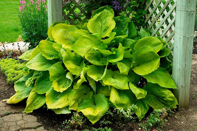 Sum and Substance Hosta