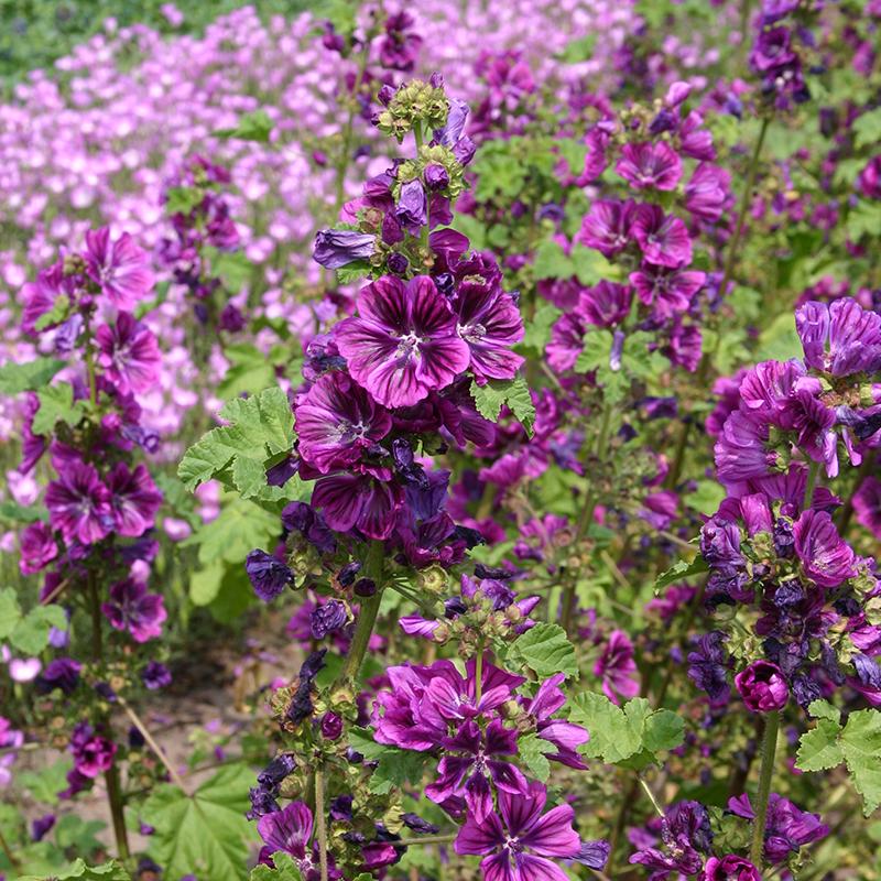 🔥Hot Seller🩷🤍Common Mallow 'Mauritanica' Seeds
