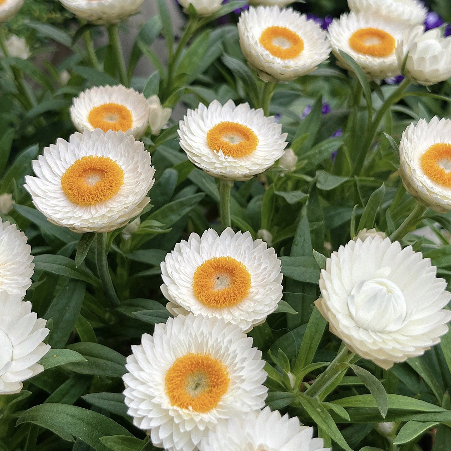 Strawflower Seeds Xerochrysum Bracteatum
