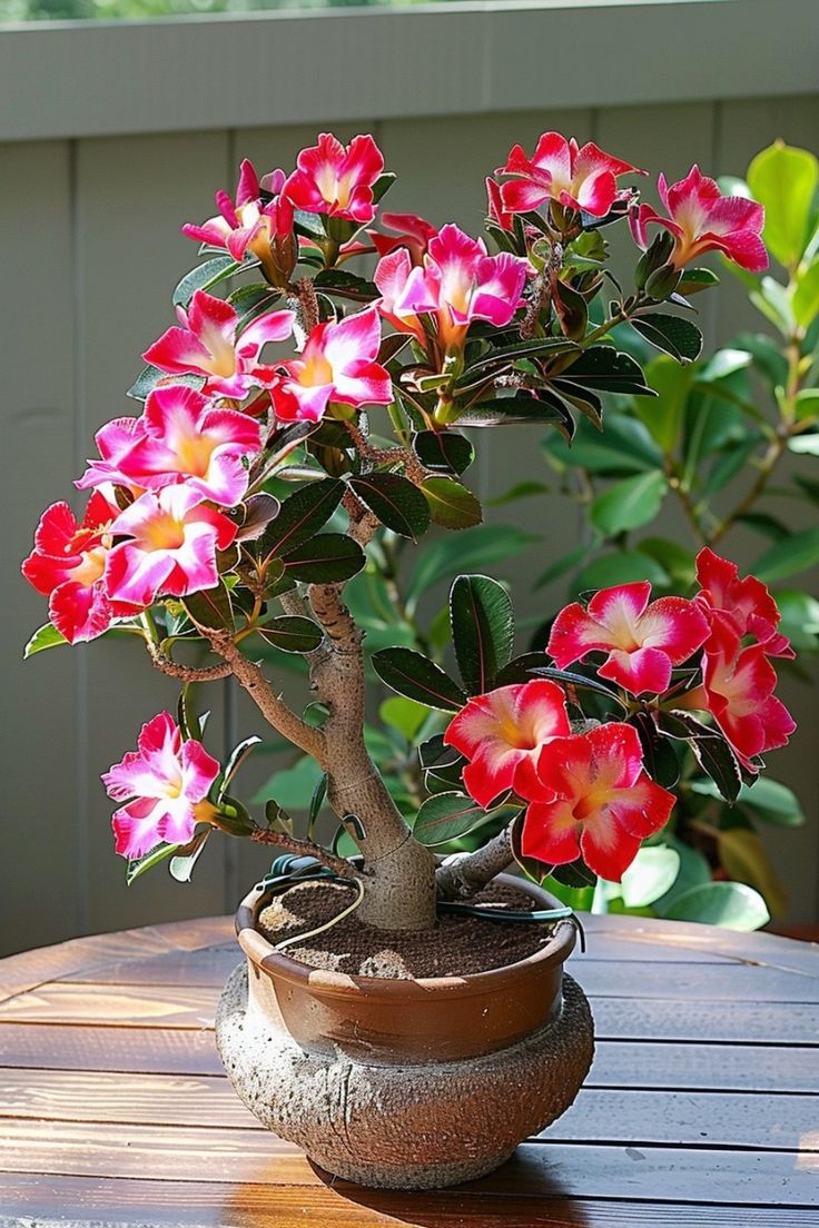 故事 Pin 图图片