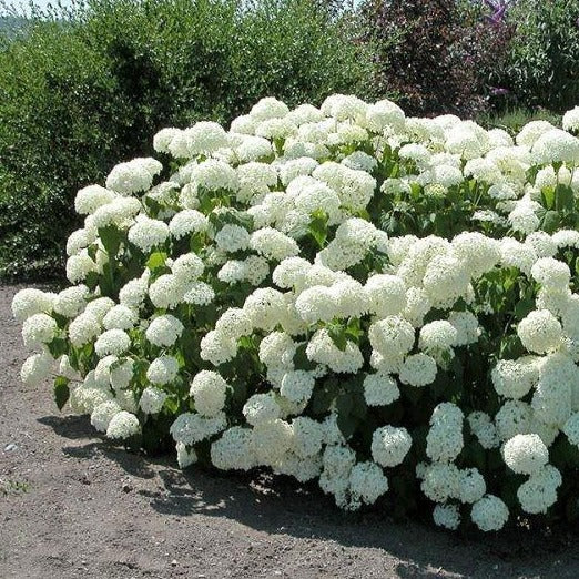 ✨Hydrangea Seeds – Bring Color to Your Garden