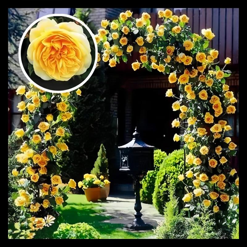Spring Promotion 49% OFF - 🌱Climbing Rose Seeds