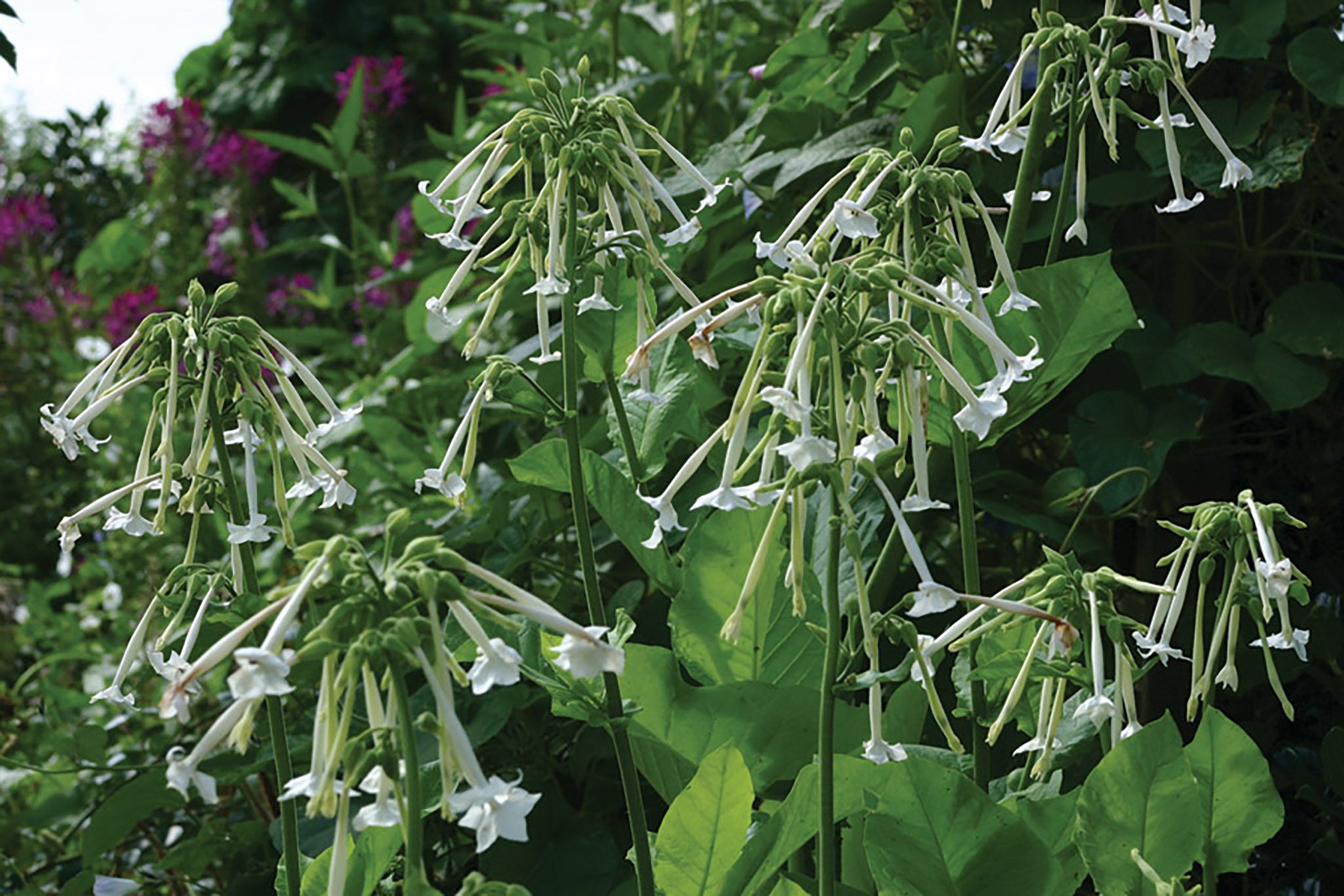 Nicotiana, Tall White