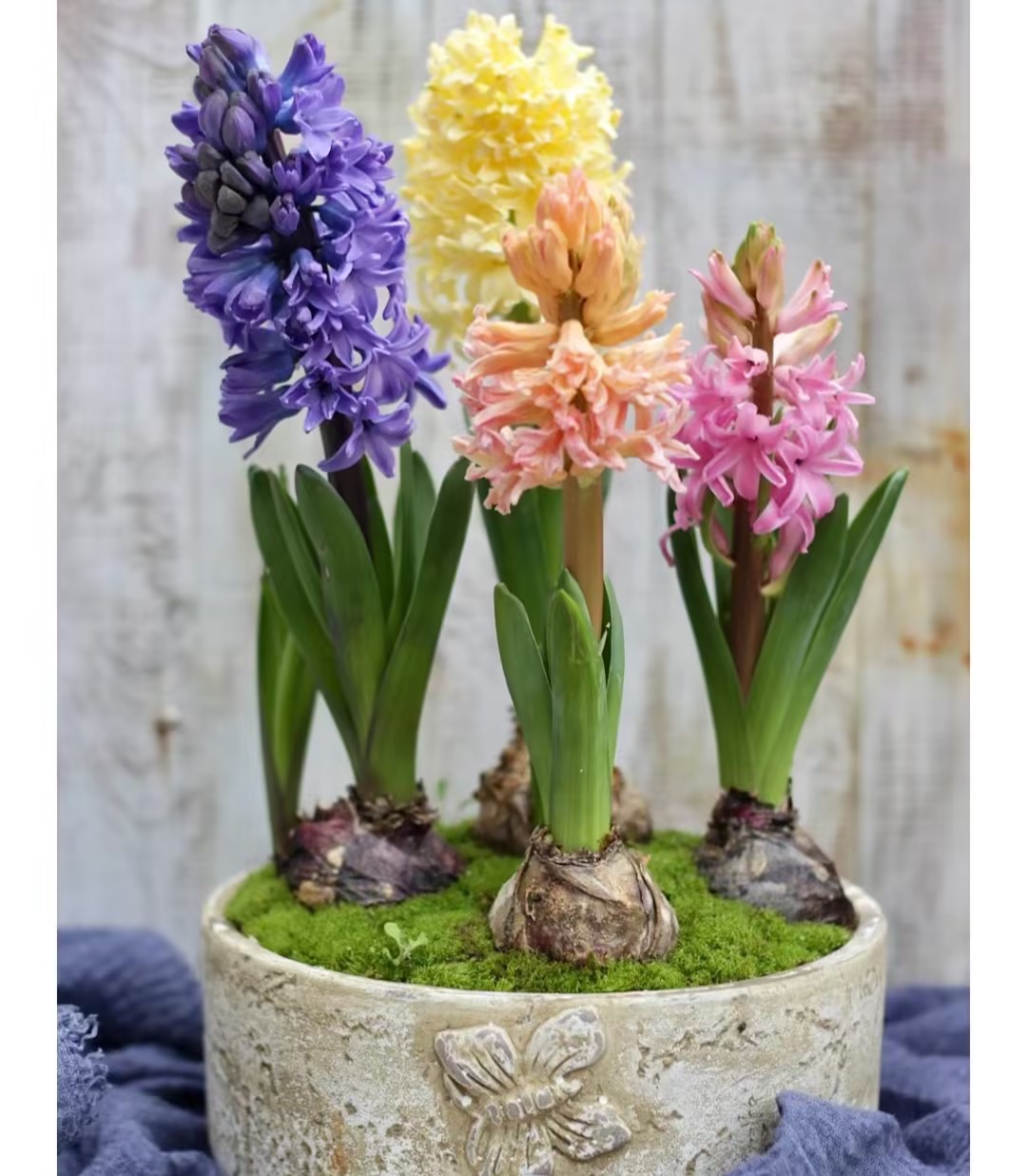 50pcs Hyacinth Seeds Mix Colors