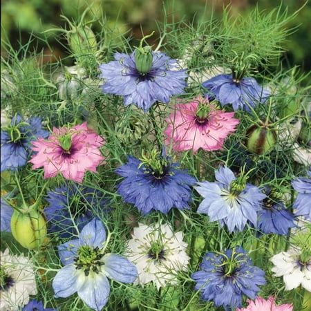 Love in a Mist Seeds - Miss Jekyll Double Mix