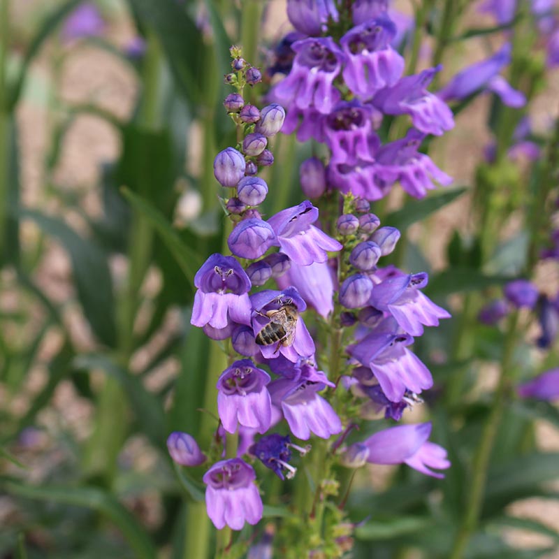Rocky Mountain Penstemon Seeds, Penstemon strictus | American Meadows