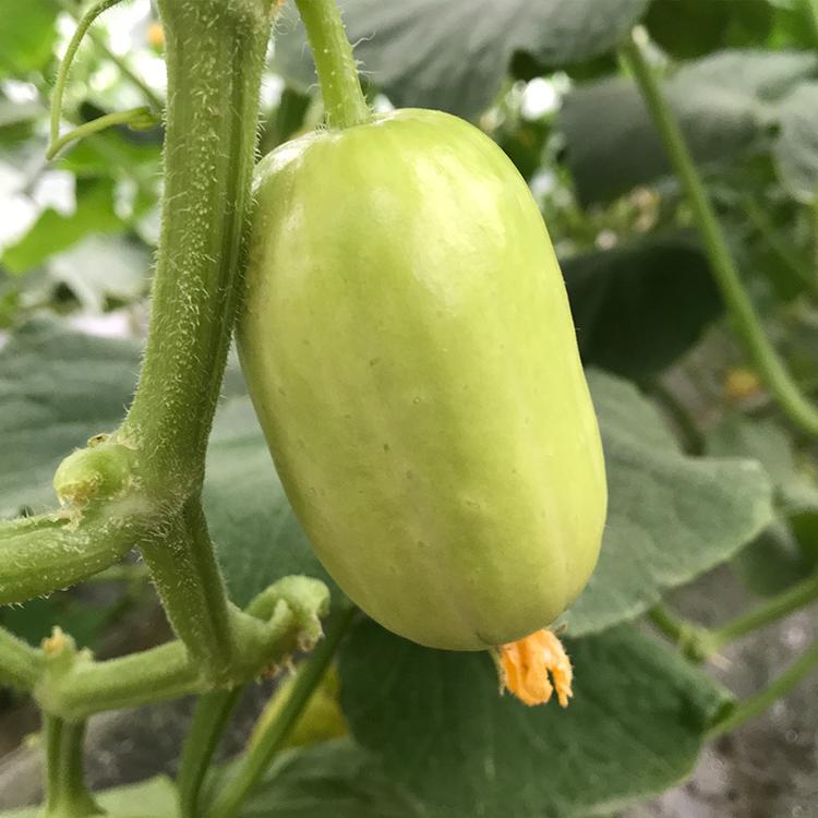 💥New for Spring 🥒Thumb Cucumber Seeds