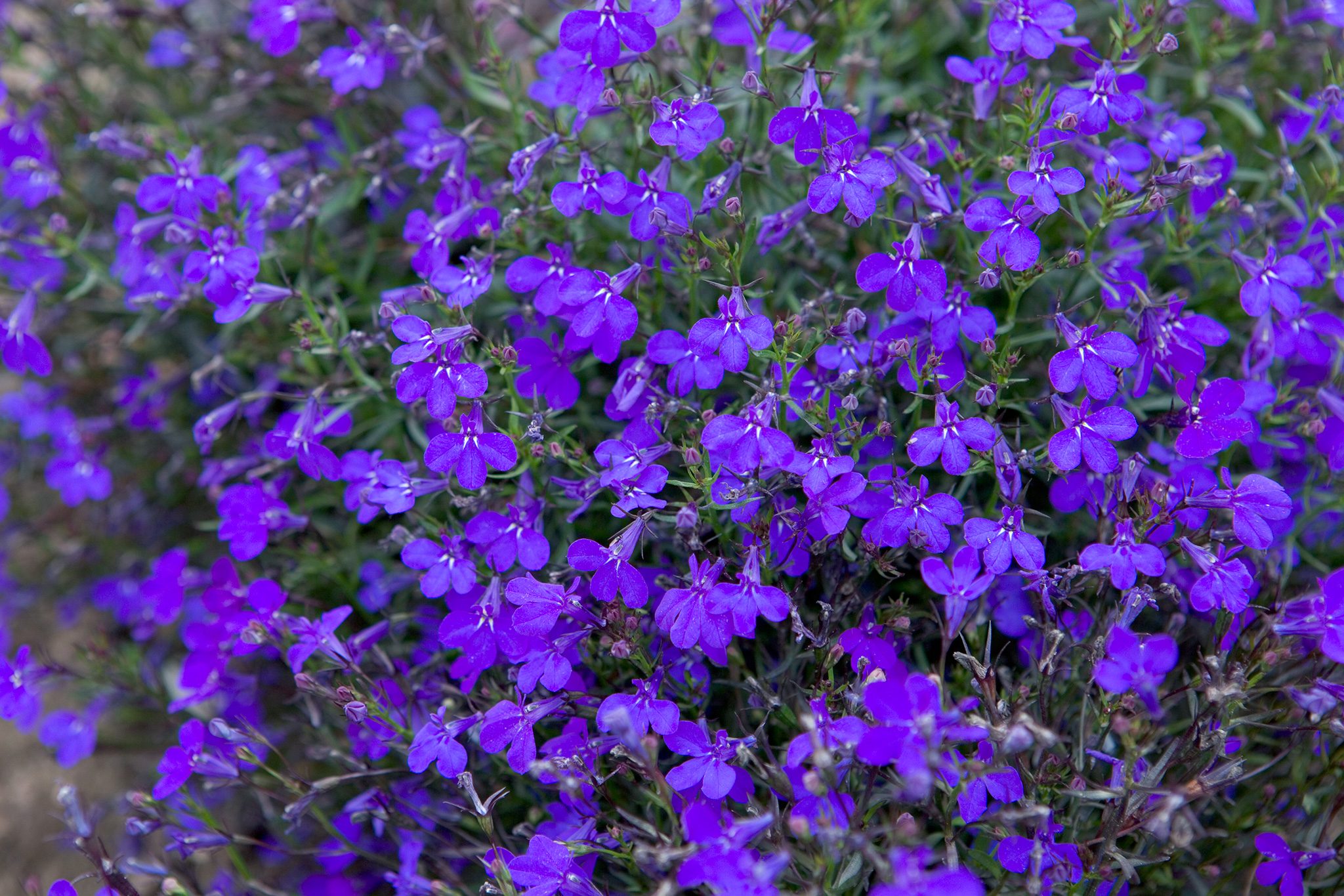 How to Grow and Care for Lobelia | BBC Gardeners World Magazine