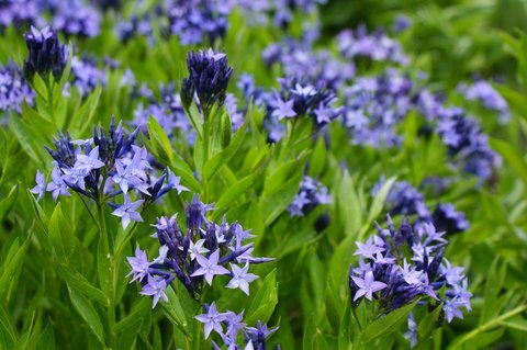 Amsonia 'Blue Ice' &mdash; Caherhurley Nursery