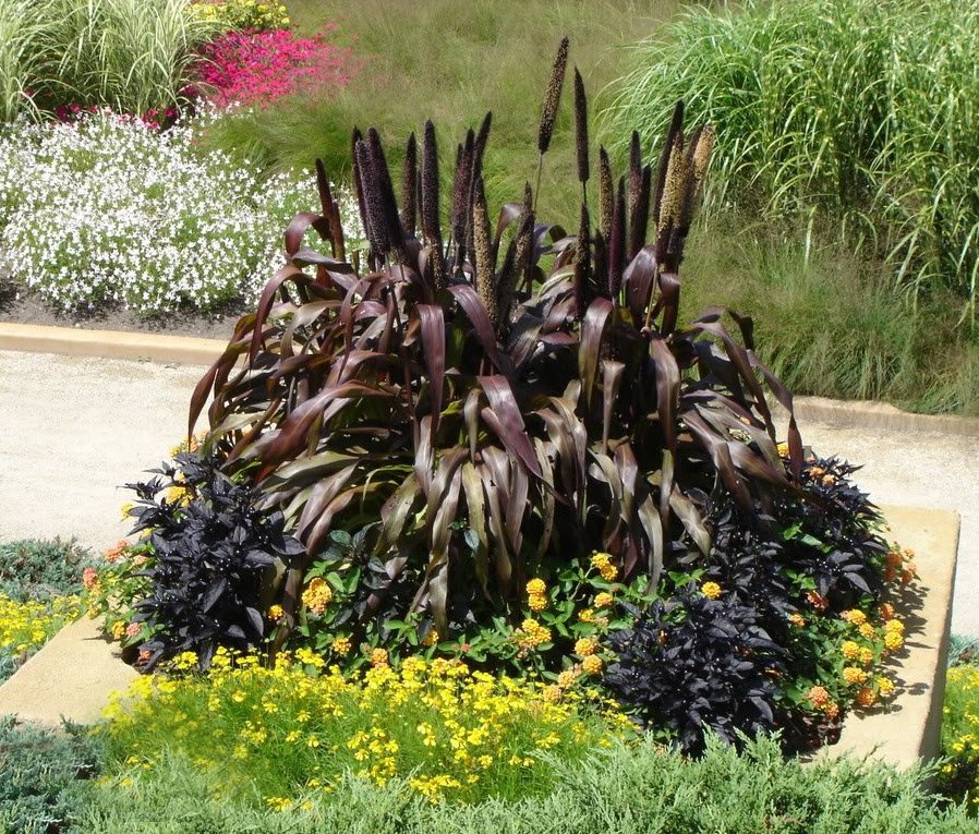 8 Black Ornamental Millet Purple Majesty Seeds