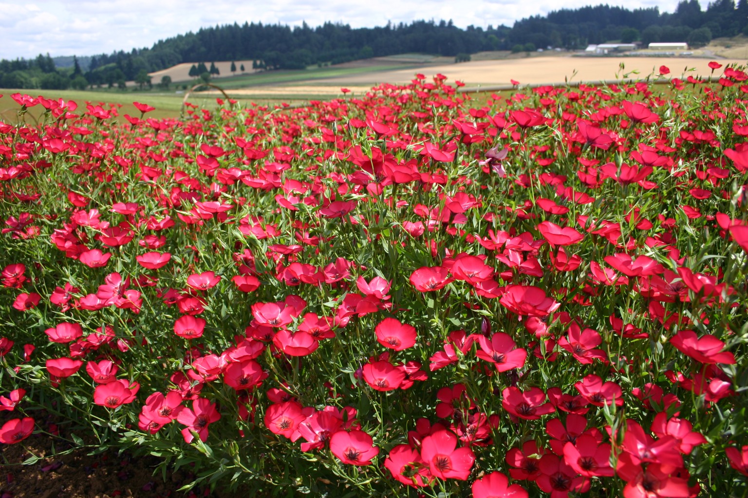 Silver Falls Seed Company - Flax - Scarlet