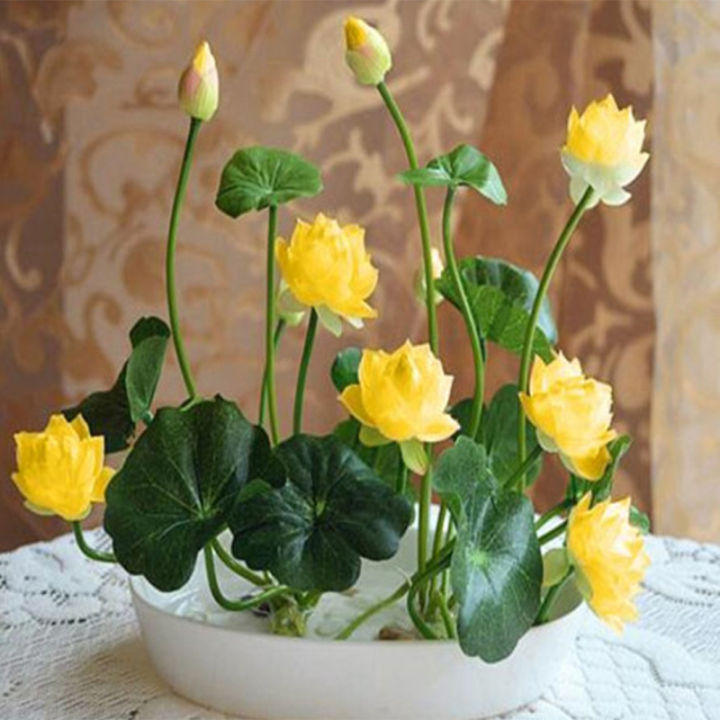 20/50/100Pcs The Premium Bonsai Lotus Flower Seeds