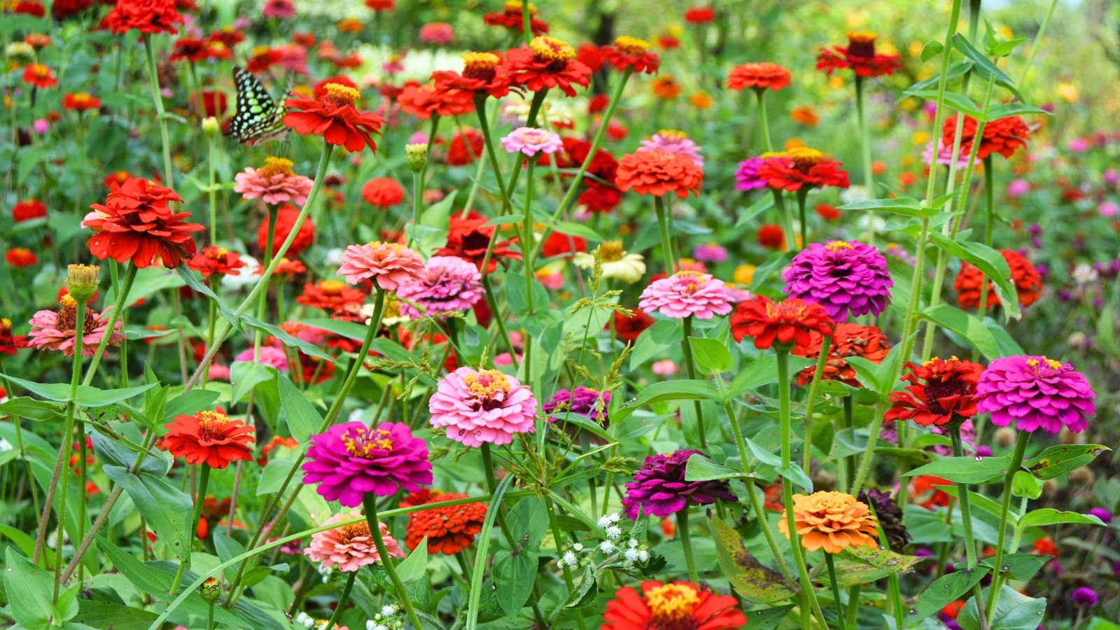 How to Plant, Grow, and Care For 'California Giants' Zinnias