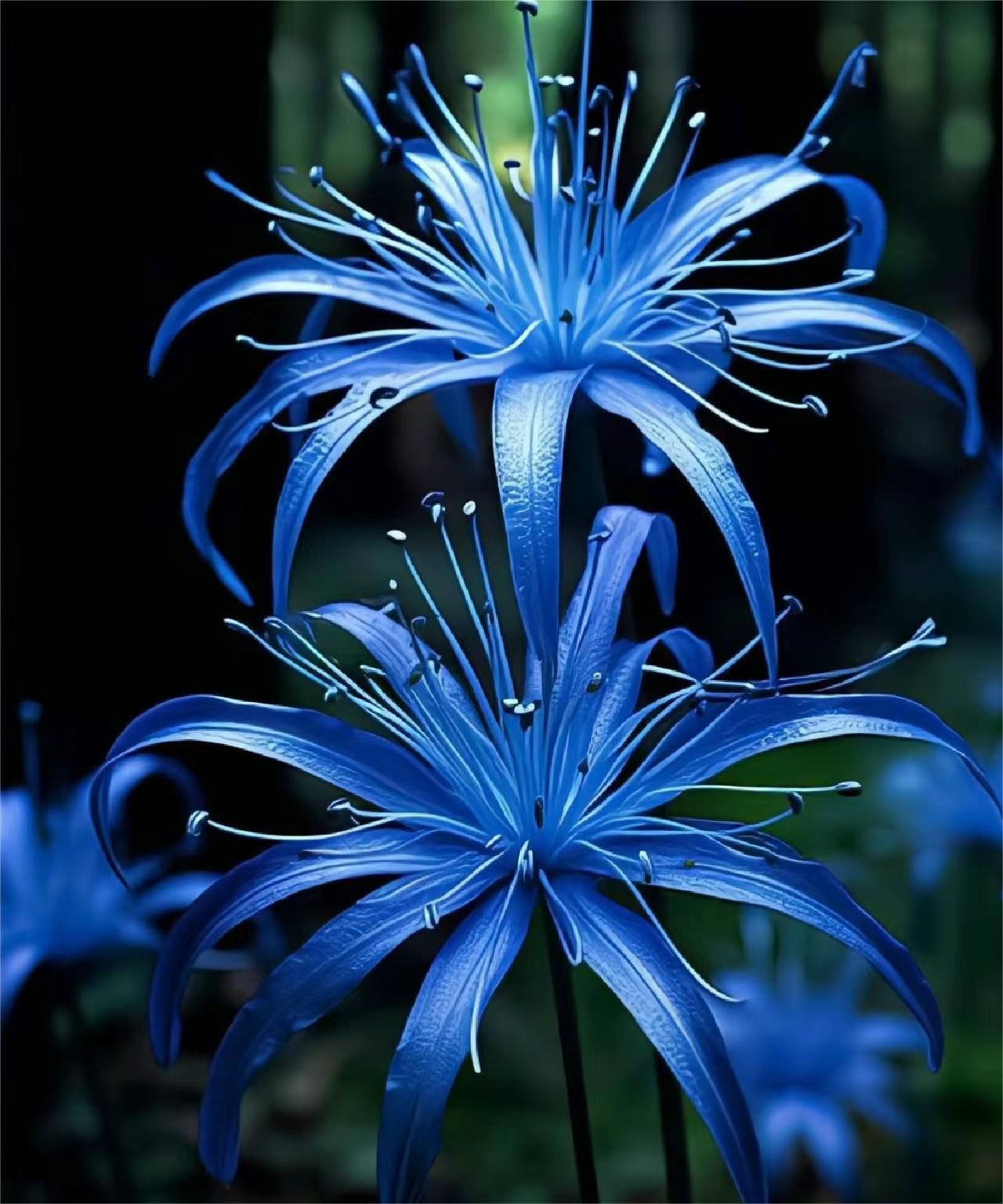 💙Blue Spider Lily: Where Mystery Meets Beauty