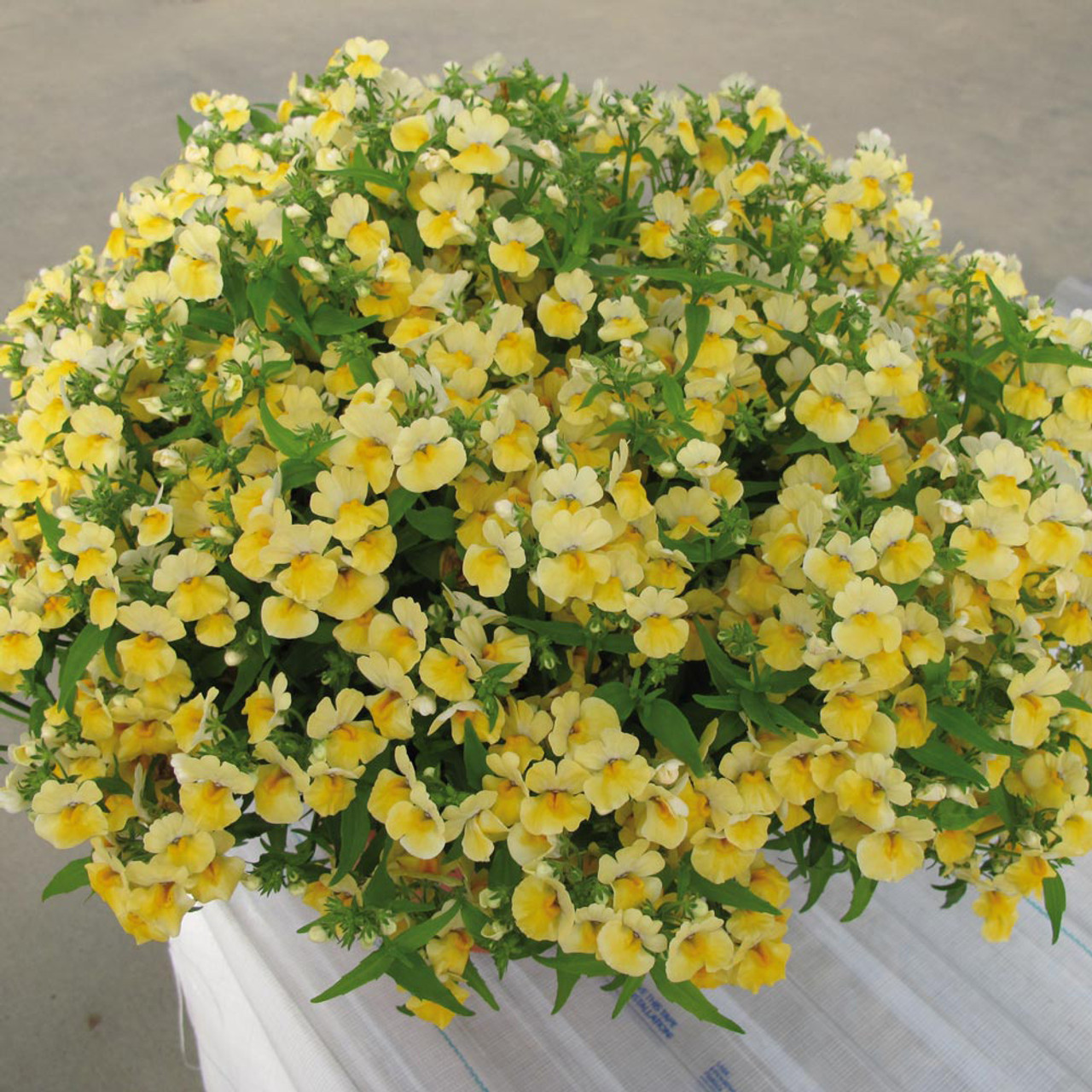 🌞Limitted 52% Off 🌱 Nemesia Seeds