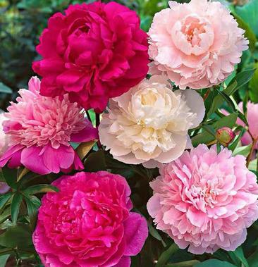 🎄Christmas promotion🎄-Mixed Color Overlord Double Peony Flower Seeds
