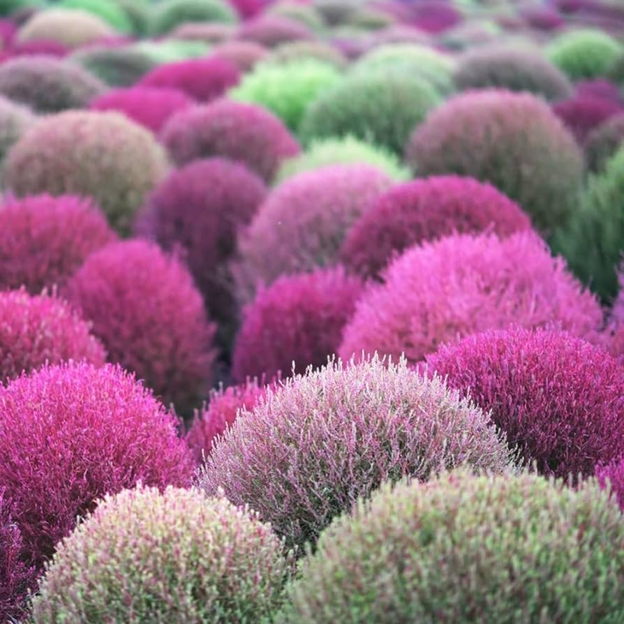 🌳Bassia Scoparia - Fluffy Marshmallows