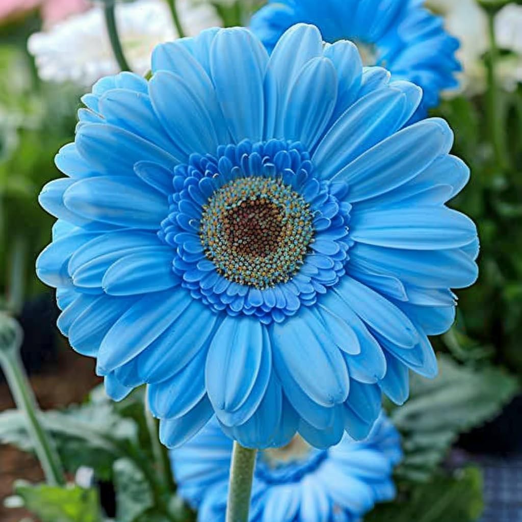 🌸Gerbera Mix Seeds – Grow a Stunning Floral Display!