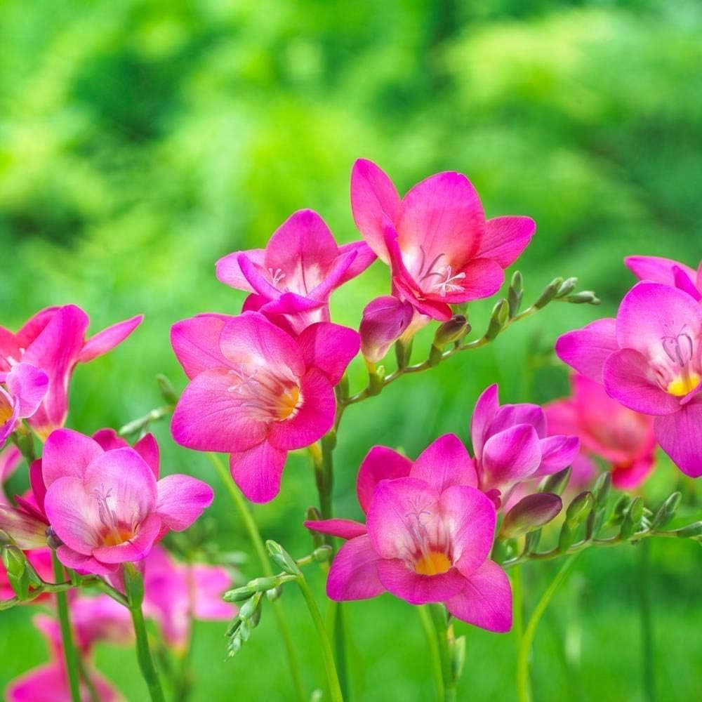 💐 Brighten Your Garden💖 Freesia Bulbs