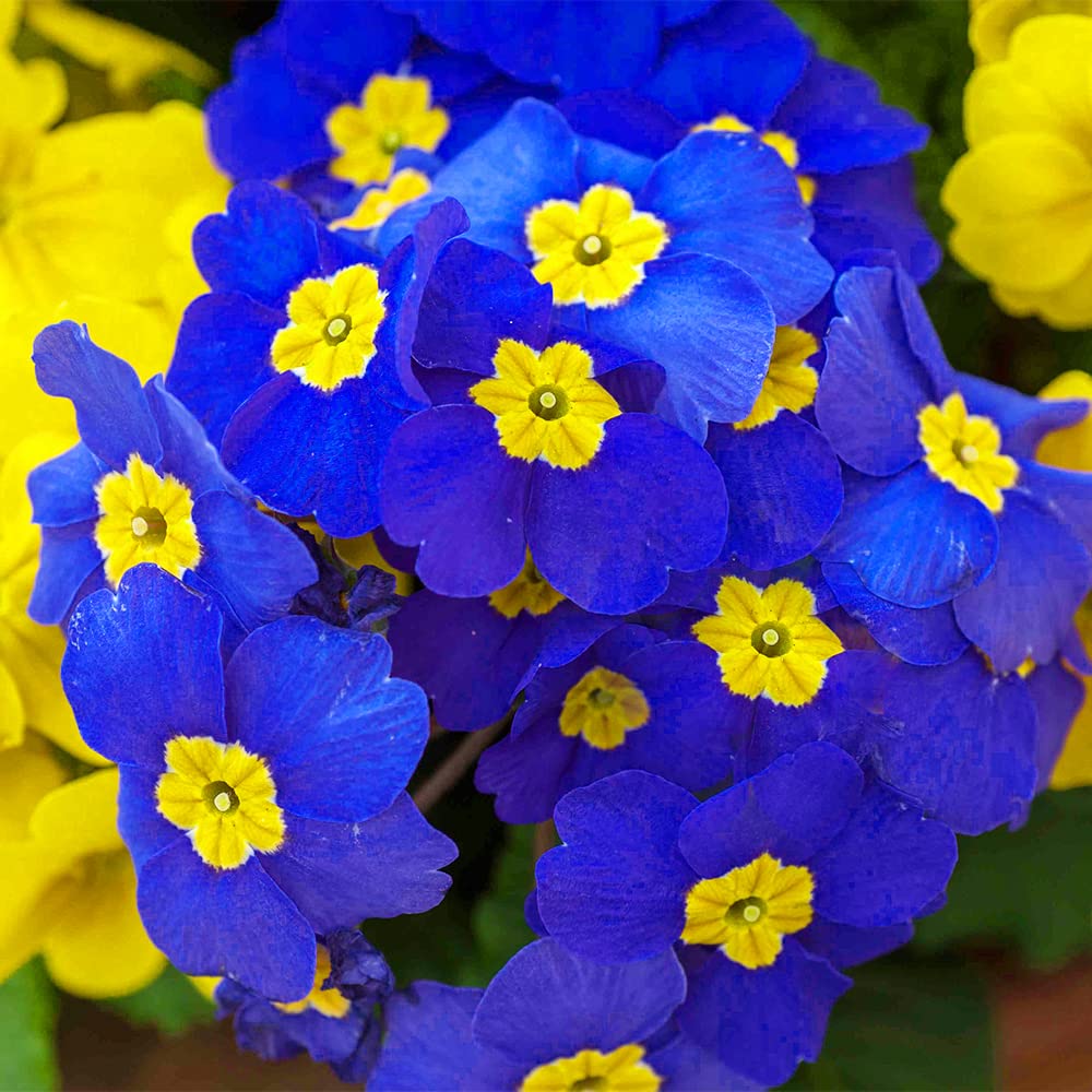 ✨Spring Hot Sale💙💙Blue English Primrose Seeds