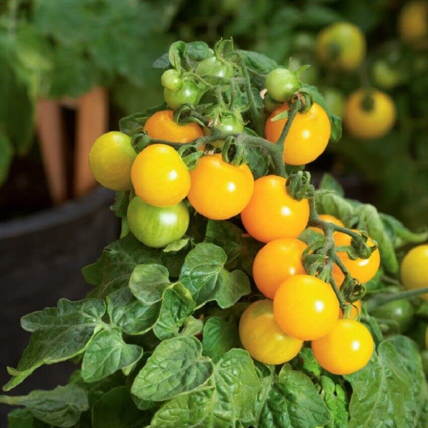 🍅 Compact Harvest: Dwarf Tomato Seeds