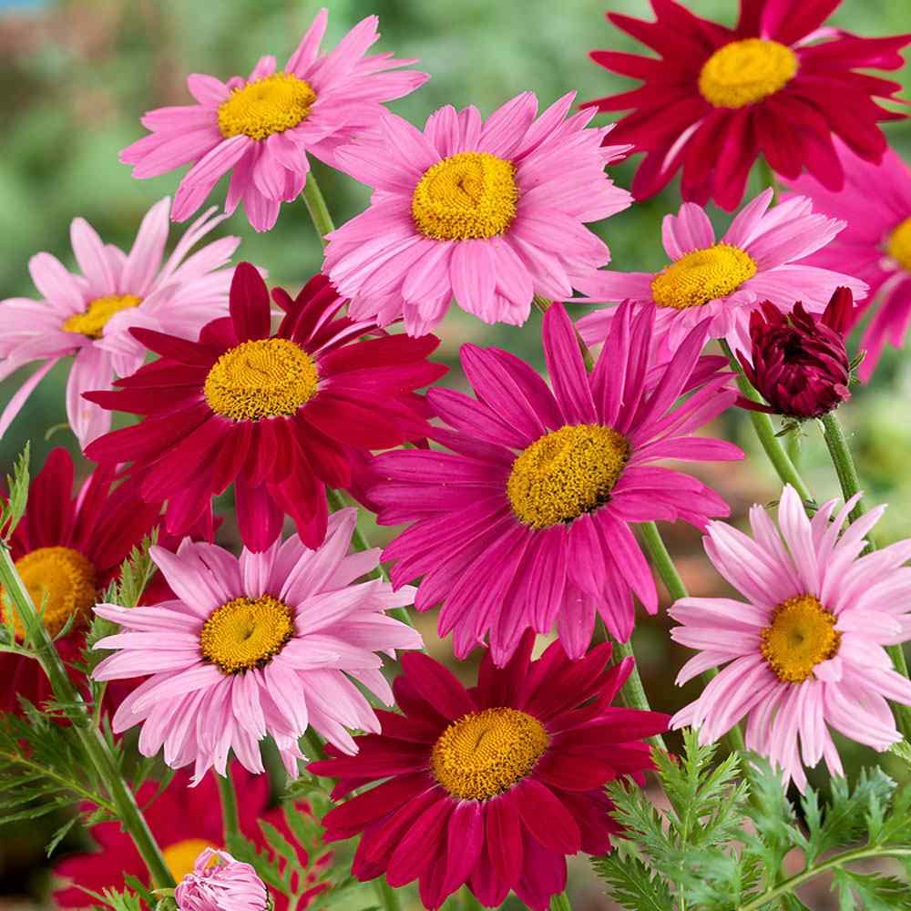 50Pcs Painted Daisy Seeds, Single Mixed Colors