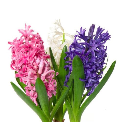 50pcs Hyacinth Seeds Mix Colors