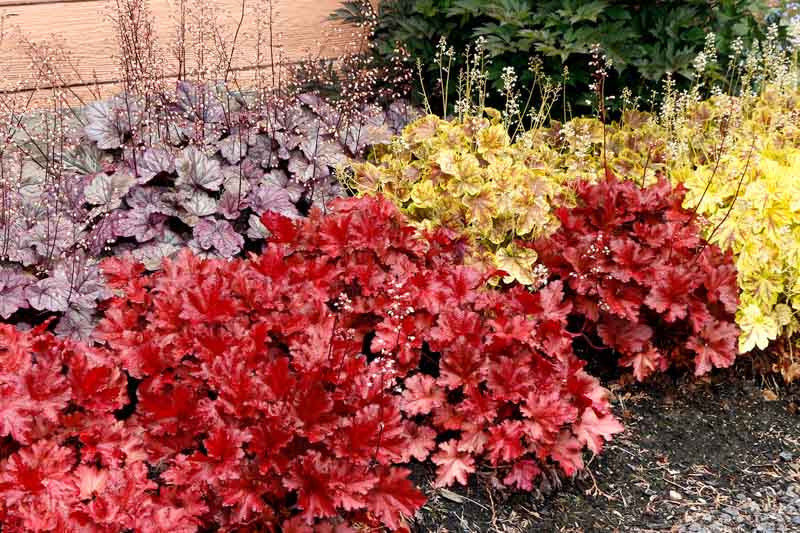 Forever&reg; Red Coral Bells &mdash; Gardens of the World
