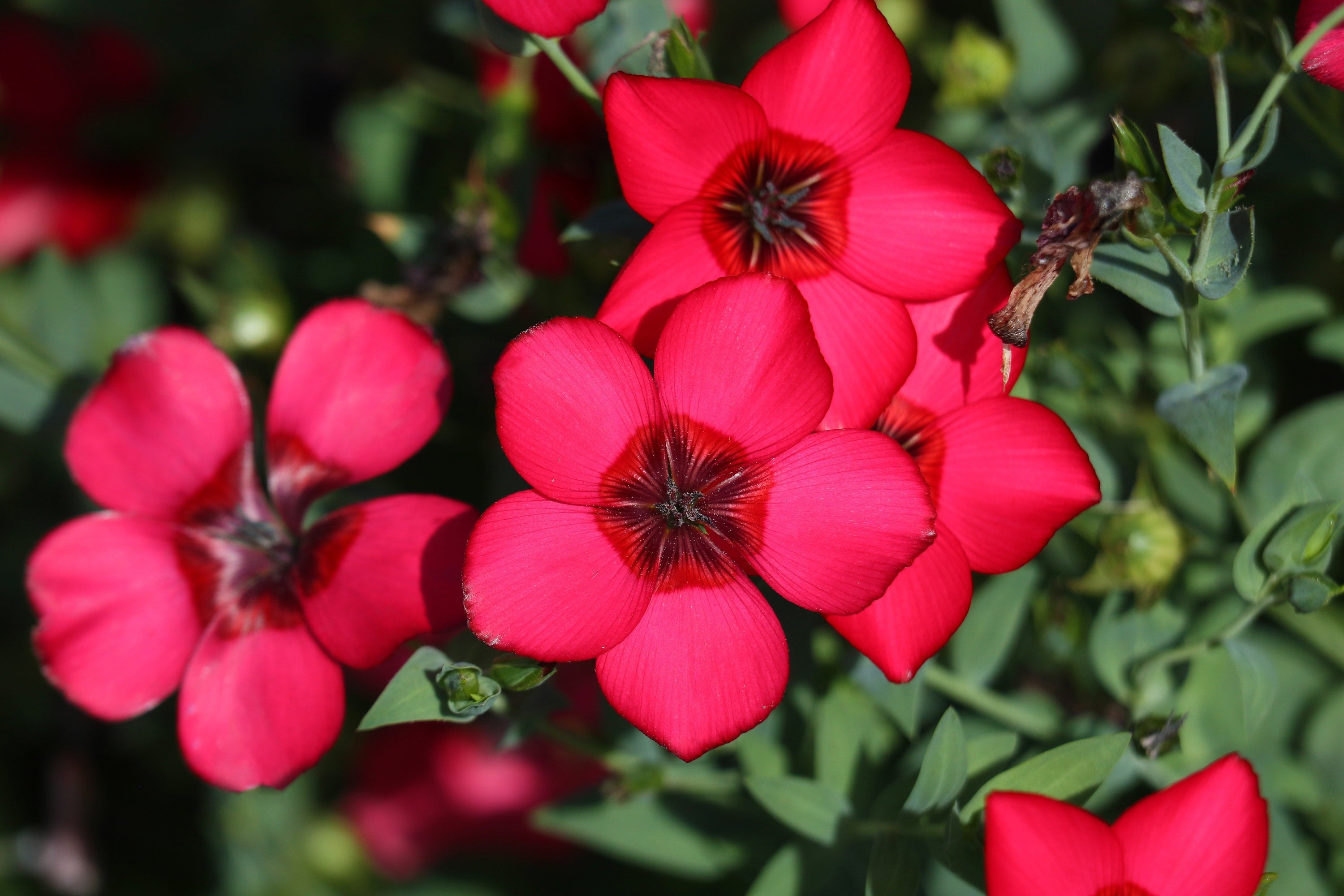 500 Red SCARLET FLAX Linum Grandiflorum Rubrum Flower Seeds &ndash; Seedville USA