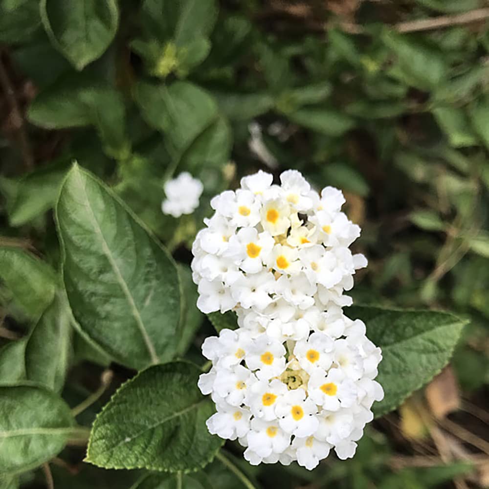 💐 Colorful Lantana Seeds - Vibrant, Easy-to-Grow Flowers